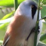 image of bird