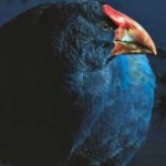 image of bird