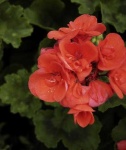 image of geranium #32