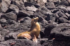 image of sea_lion