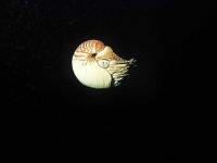 image of chambered_nautilus