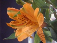 image of flower