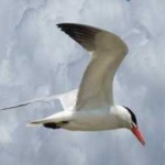 image of bird