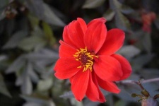 image of flower