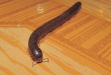 image of animal