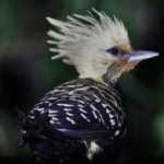 image of bird
