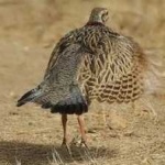 image of black_francolin #28