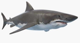 image of shark #30
