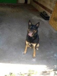 image of kelpie