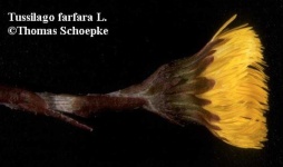 image of flower