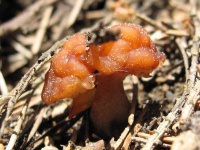 image of gyromitra