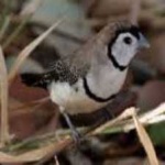 image of bird