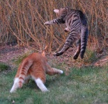 image of tiger_cat