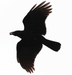 image of animal