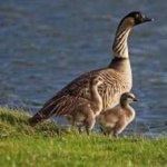 image of bird