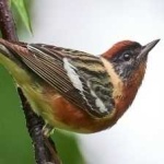 image of bird