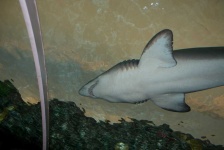 image of shark #5