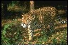 image of animal