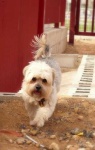 image of animal