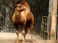 image of animal