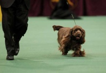 image of sussex_spaniel #13