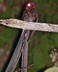 image of nightjar