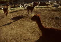 image of alpaca #23