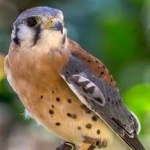 image of bird