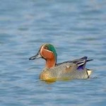 image of teal_duck #26