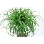 image of house_plant
