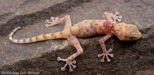 image of whiptail