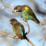 image of parrot #13