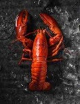 image of lobster