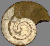 image of nautilus