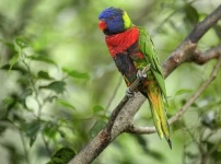 image of lory