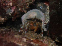 image of hermit_crab