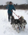 image of eskimo_dog