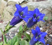 image of flower