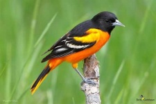 image of oriole