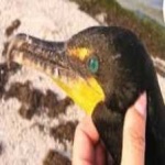 image of bird