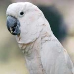 image of bird