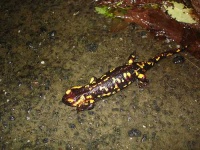 image of european_fire_salamander