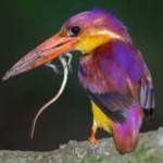 image of rufous_kingfisher #12