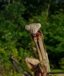 image of mantis