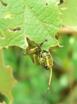 image of grasshopper