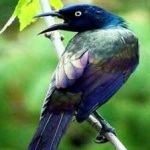 image of bird