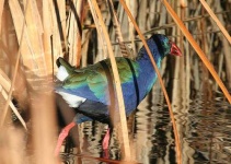 image of european_gallinule