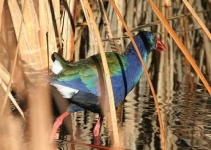 image of european_gallinule #23