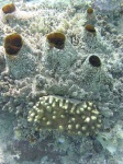 image of coral_reef