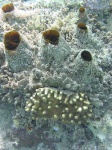 image of coral_reef #18